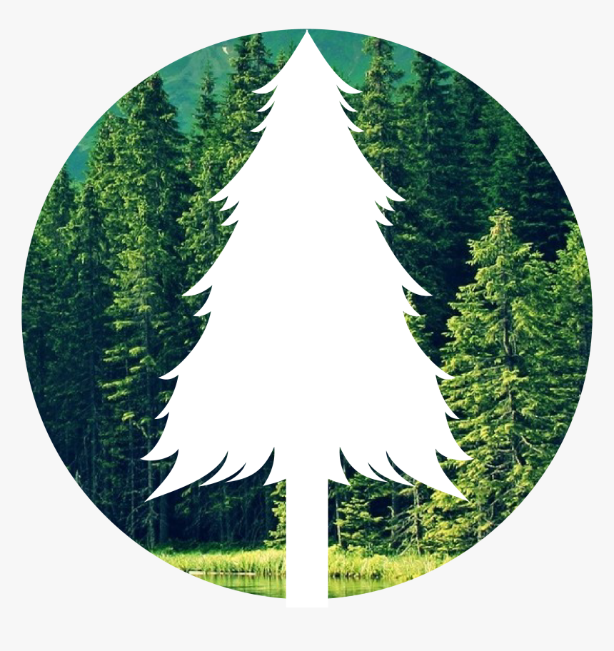 Transparent Forest Png - Christmas Tree, Png Download
