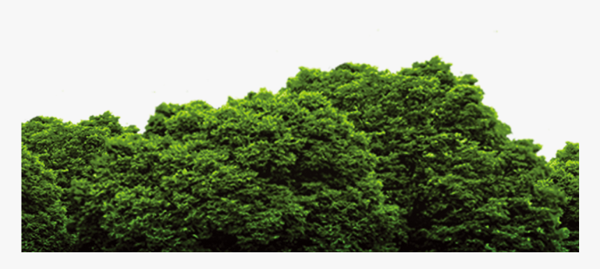 Forest Png File, Transparent Png