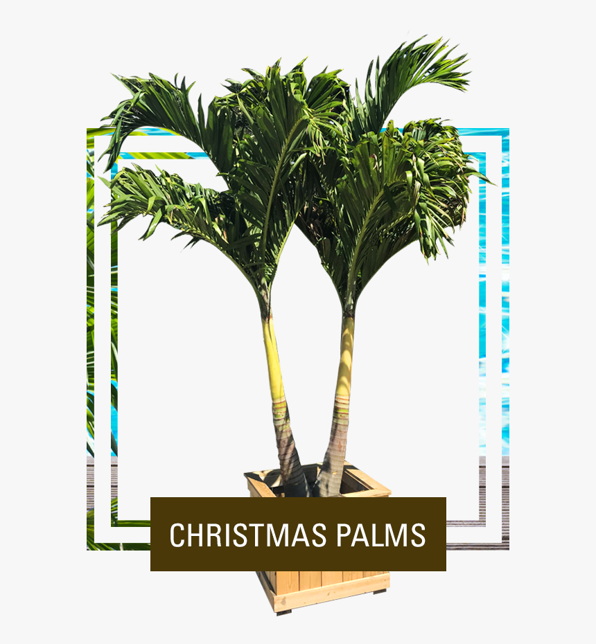 Picture - Palm Tree, HD Png Download