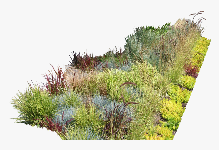 Garden Ideas Garden Design Landscaping Landscape Design - Vegetation Png, Transparent Png