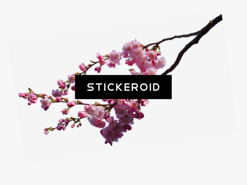 Cherry Blossom Flower - Real Cherry Blossom Png, Transparent Png