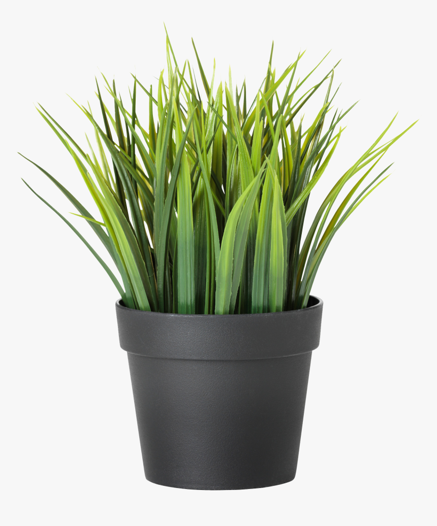 Transparent Plants Png - Ikea Plant, Png Download
