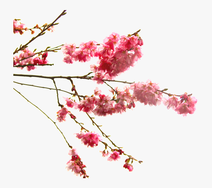 High Quality Cherry Blossom Cliparts, HD Png Download