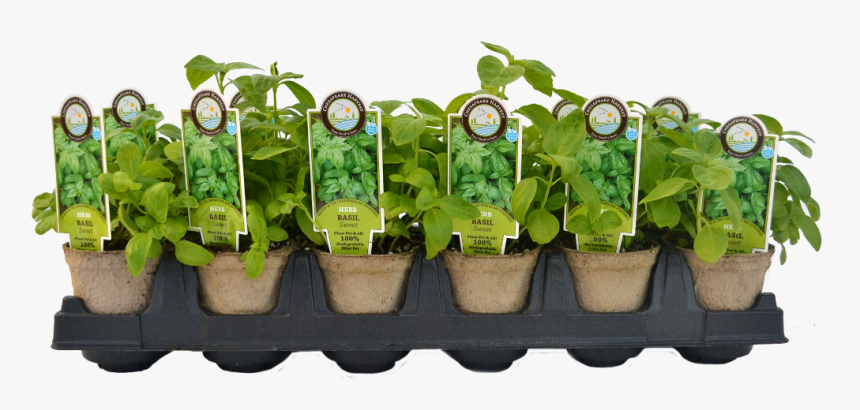 Vegetable Plants Png - Starter Plants, Transparent Png