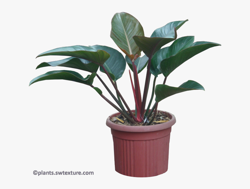 Philodendron Red Congo - Plant A Red Congo, HD Png Download