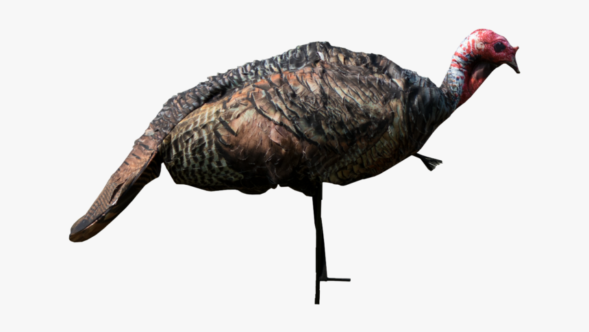 Wild-turkey - Turkey, HD Png Download