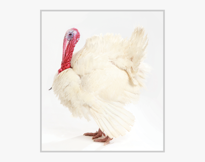 Turkey, HD Png Download