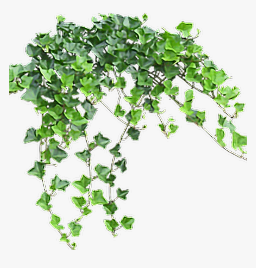 Plant,ivy Family,vine - Small Flower Tree Png, Transparent Png