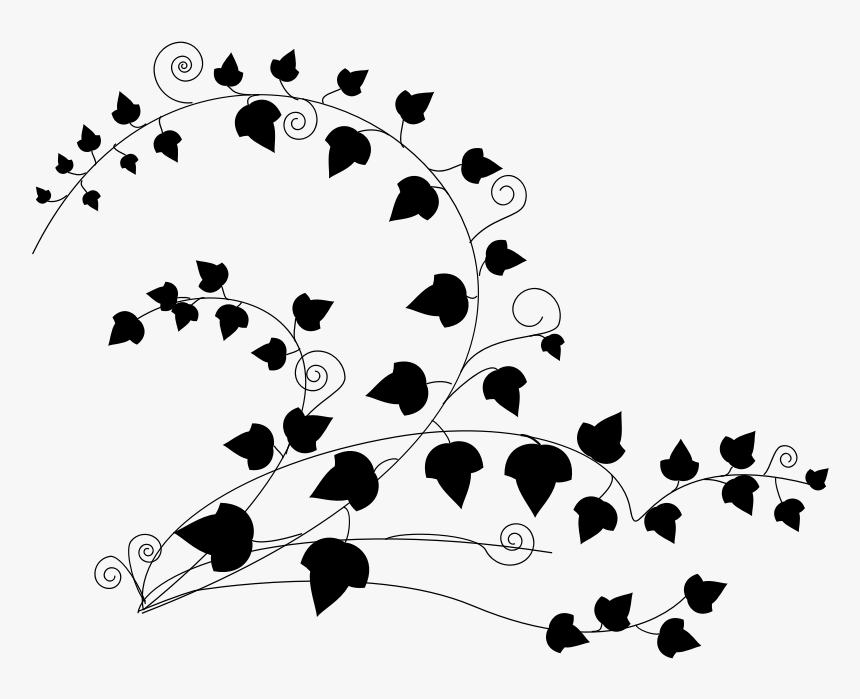 Vine Clipart Elegant - Ivy Clipart Black And White, HD Png Download
