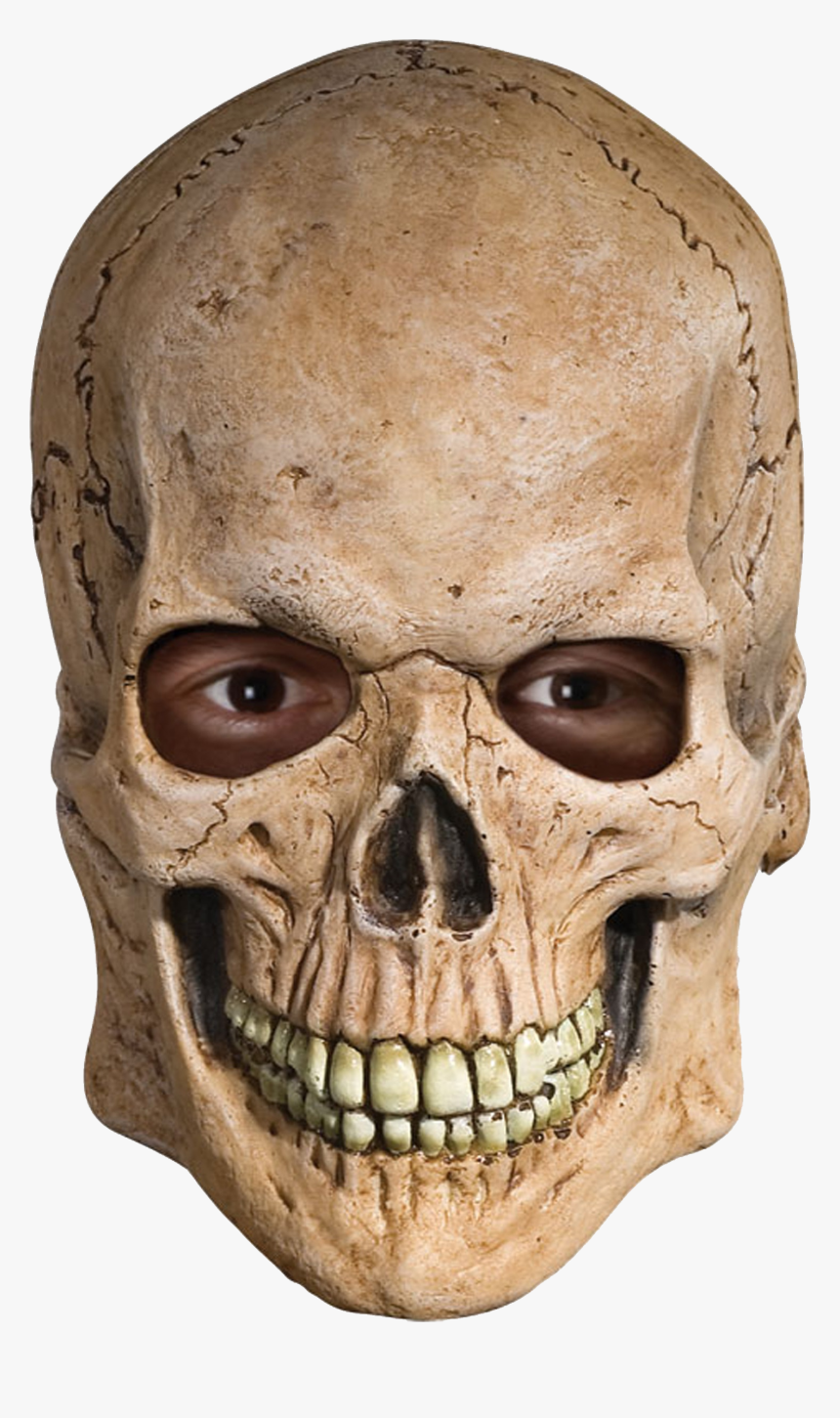 Skull - Human Skull Transparent Background, HD Png Download