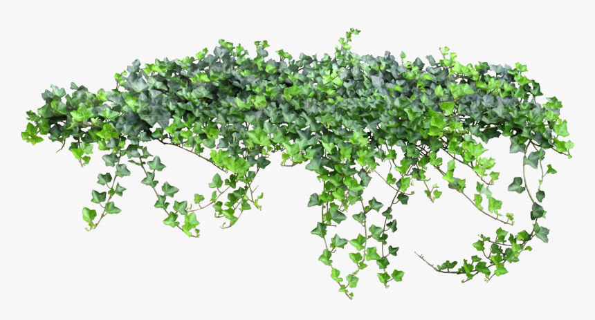 Tale Fairy Vine Ivy Texture Png Free Photo Clipart - Ivy Transparent Background, Png Download