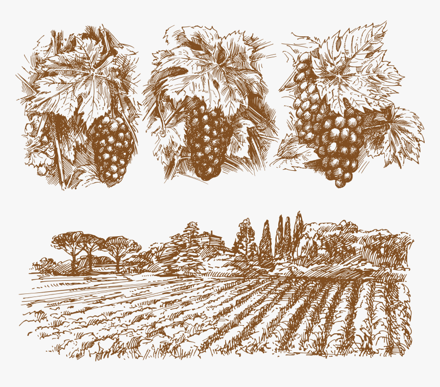 Wine Common Grape Vine - Drawings Of Grape Vines, HD Png Download