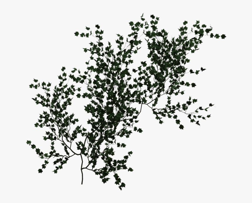Climbing Vine Green Png - Vine, Transparent Png