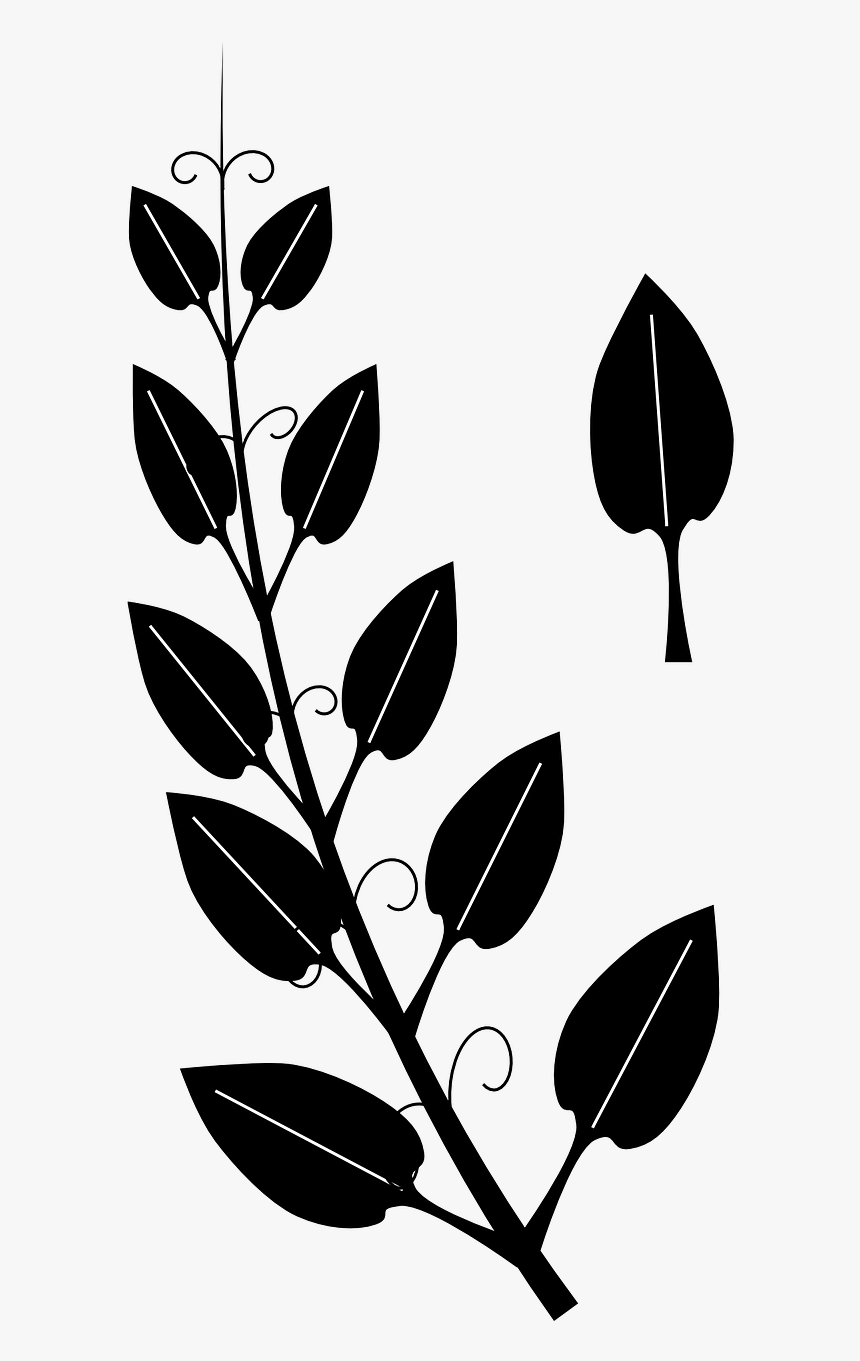 Vines Clipart Black And White, HD Png Download