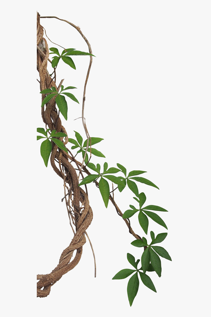 Tropical Photography Vine Liana Jungle Rainforest Stock - Transparent Background Vines Png, Png Download