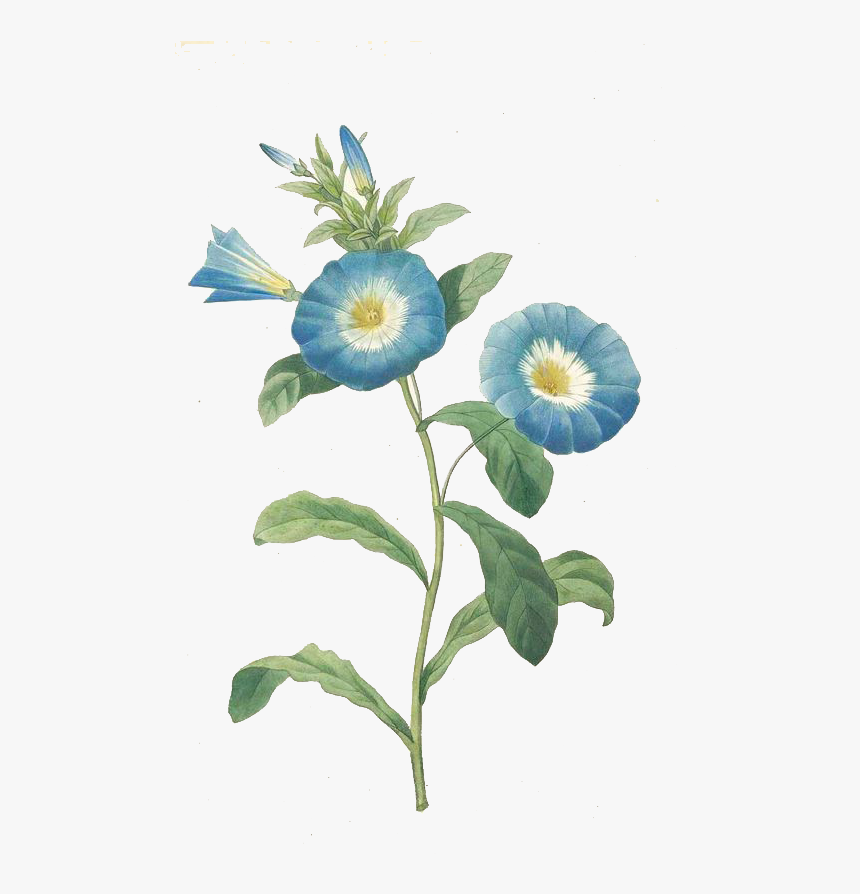 Trumpet Vine Png - Vintage Flower Prints Blue, Transparent Png