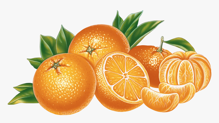 Orange Png Image, Free Download - Orange Png, Transparent Png