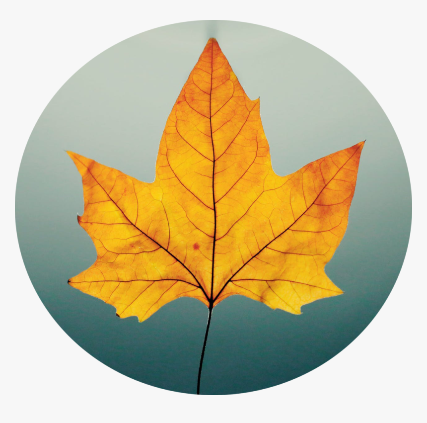 Fall Leaf, HD Png Download