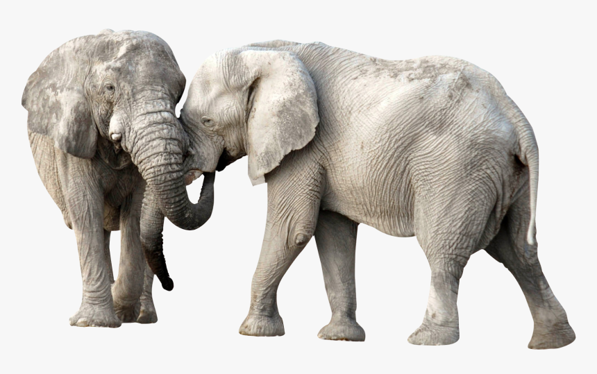 Elephant Fight Png Image - Elephants Png, Transparent Png