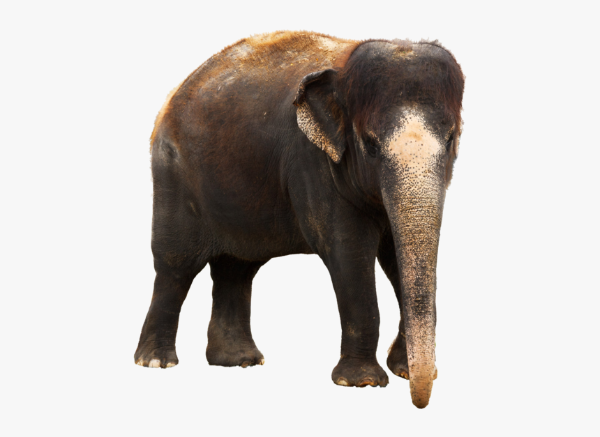 Elephant Behavior Png - Elephant Images Download, Transparent Png