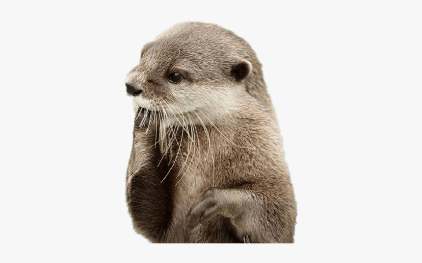 Otter Fingers In Mouth Clip Arts - Otter Png, Transparent Png
