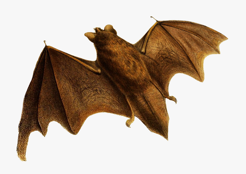 Transparent Flying Bats Png - Little Brown Myotis, Png Download