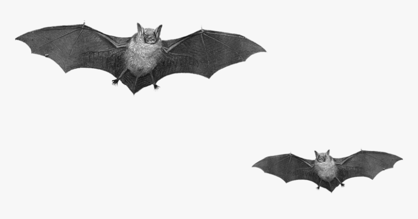 10 2 Halloween Bat Png Pic Clipart Image - Real Bats Png, Transparent Png