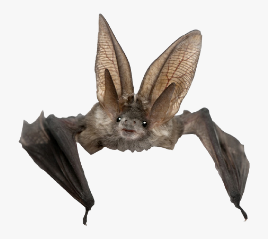 Cute Long Eared Bat, HD Png Download , Transparent Png Image PNGitem