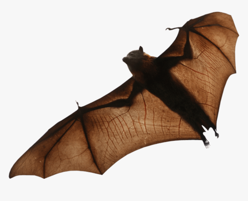 Fruit Bat Transparent Background, HD Png Download