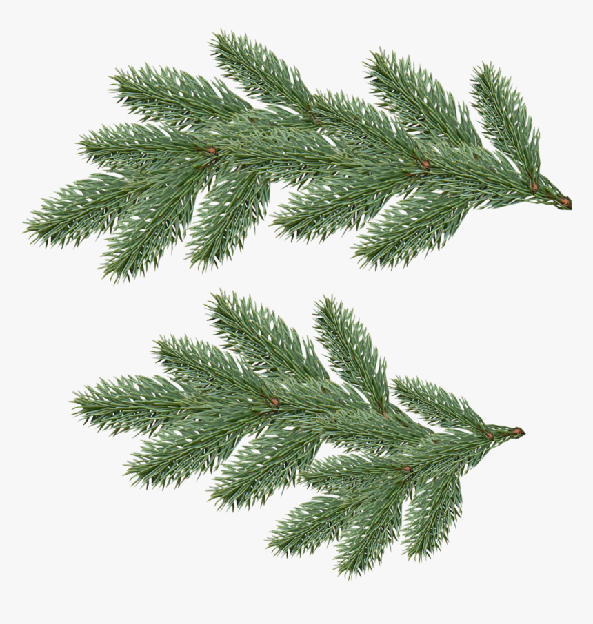 Fir Tree Png Transparent - Pine Tree Branch Png, Png Download