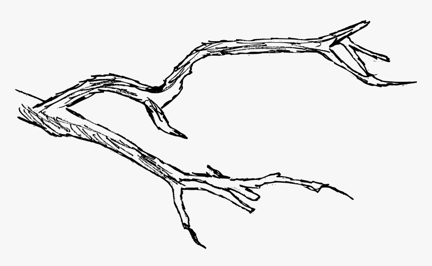 Branch Drawing, HD Png Download