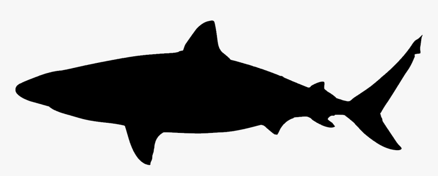 Shark, HD Png Download