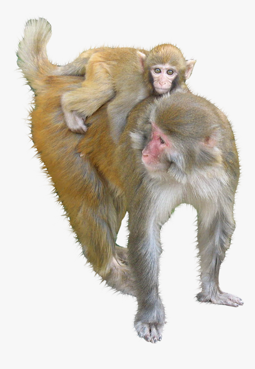 Macaque Ape Monkey - Monkey, HD Png Download