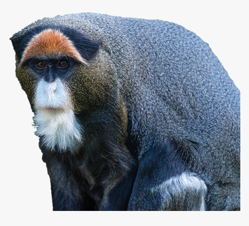 Clip Art Image Monkey - De Brazza's Monkey Png, Transparent Png
