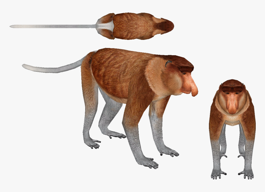 Transparent Monkey - New World Monkey, HD Png Download