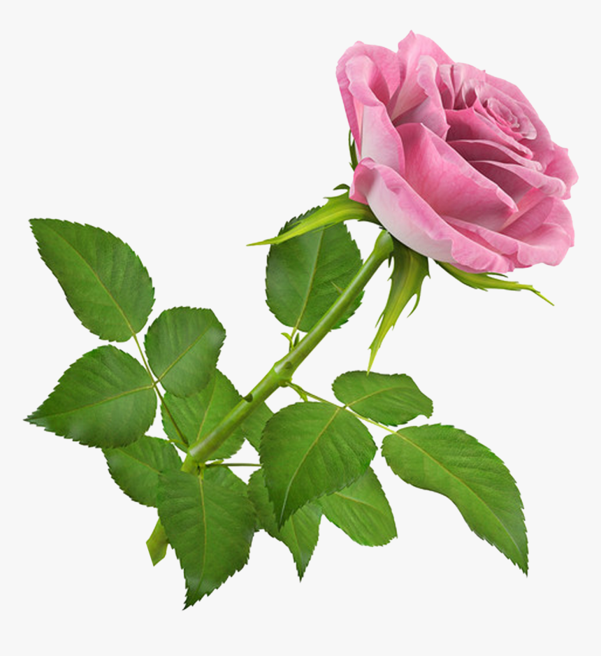 De Nuria D • Publicado En Flores Png, Gifs De Flores - Rose 3d, Transparent Png