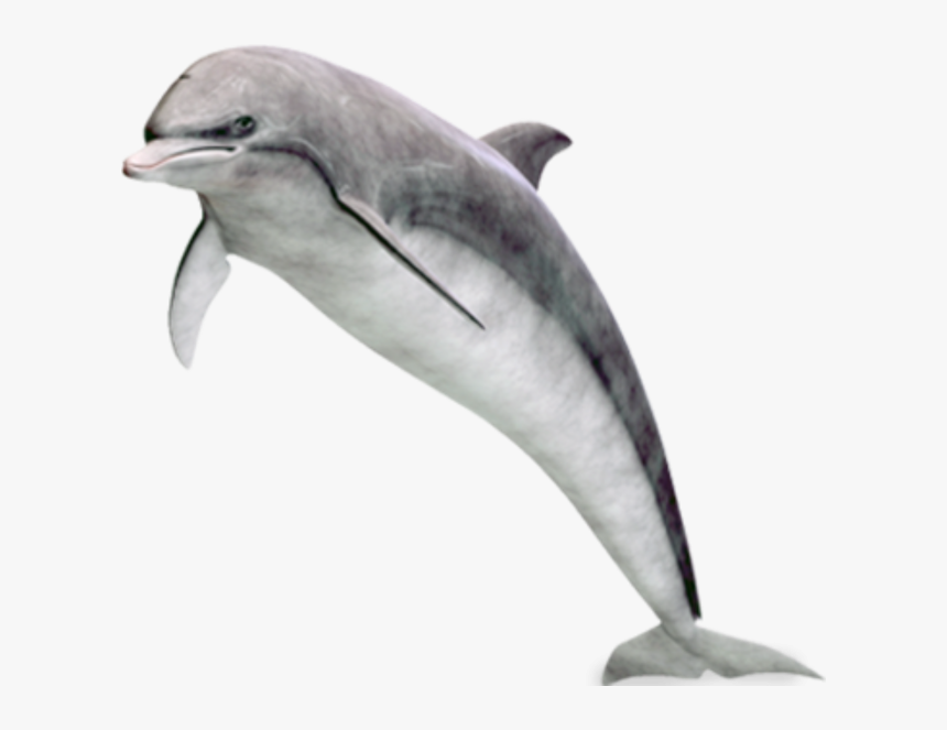 Dolphin Jumping Png Image Free - Dolphin, Transparent Png