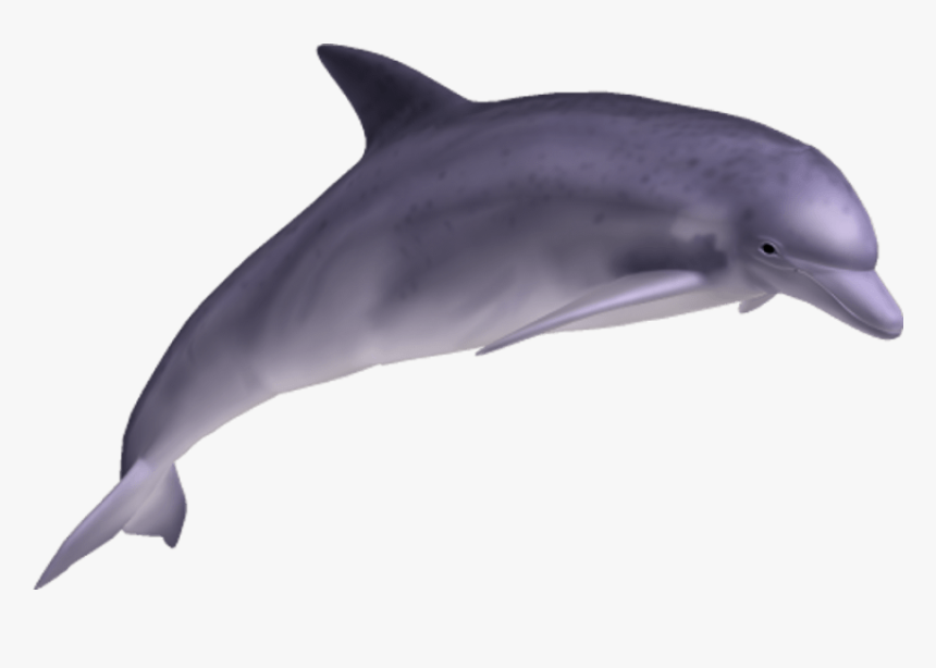 Dolphin Png, Transparent Png