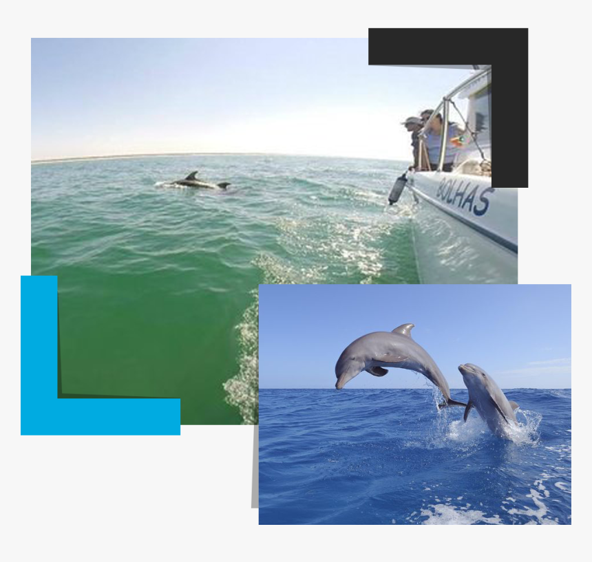 Common Bottlenose Dolphin, HD Png Download