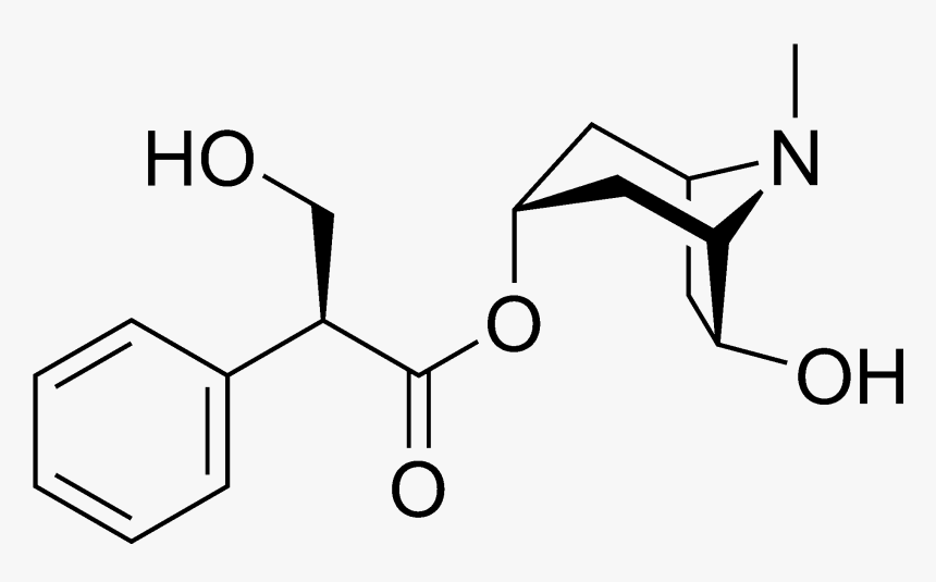 Anisodamine Chemical Structure - Boc L Phenylalanine Methyl Ester, HD Png Download