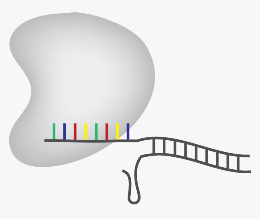 Guide Design - Illustration, HD Png Download