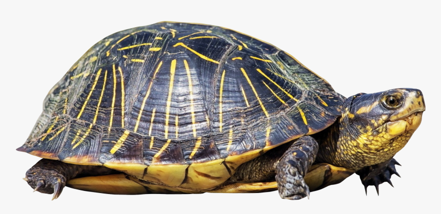Tortoise Png, Transparent Png