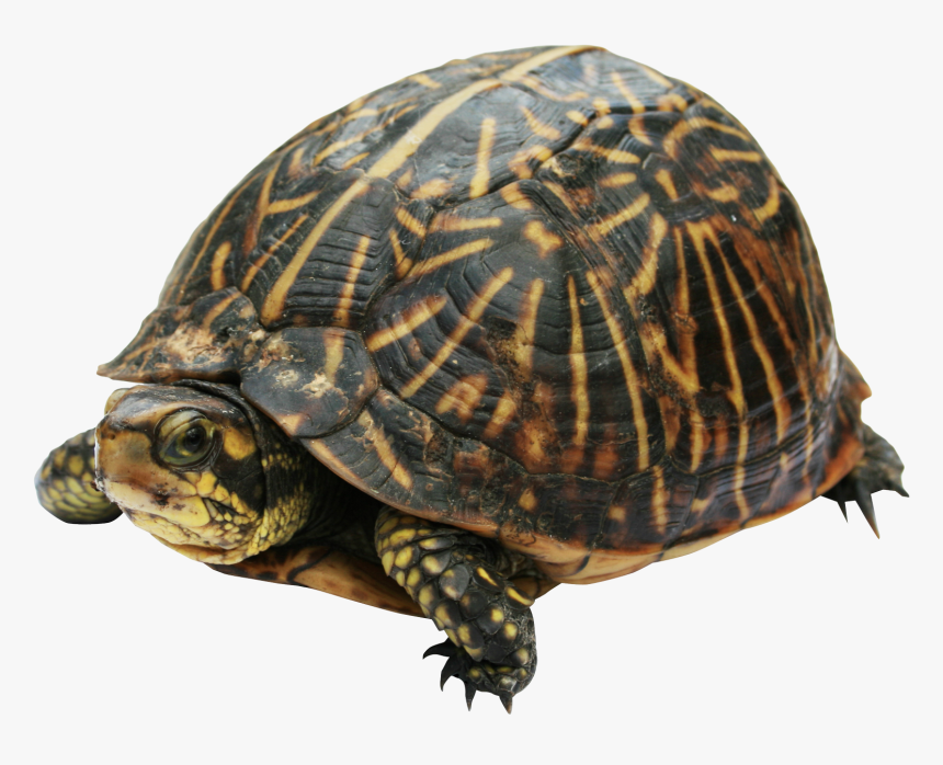 Turtle Png - Box Turtle Png, Transparent Png