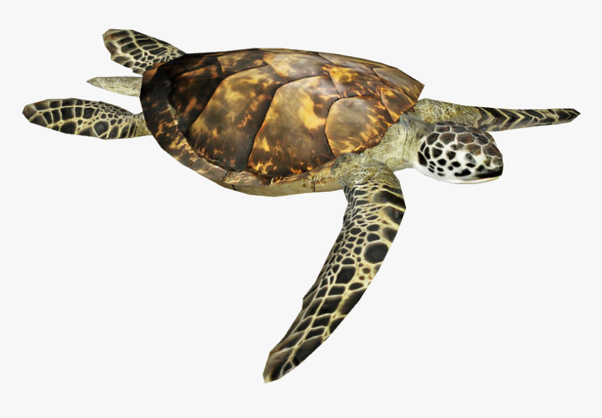 Sea Turtle Png Image - Hawksbill Sea Turtle, Transparent Png