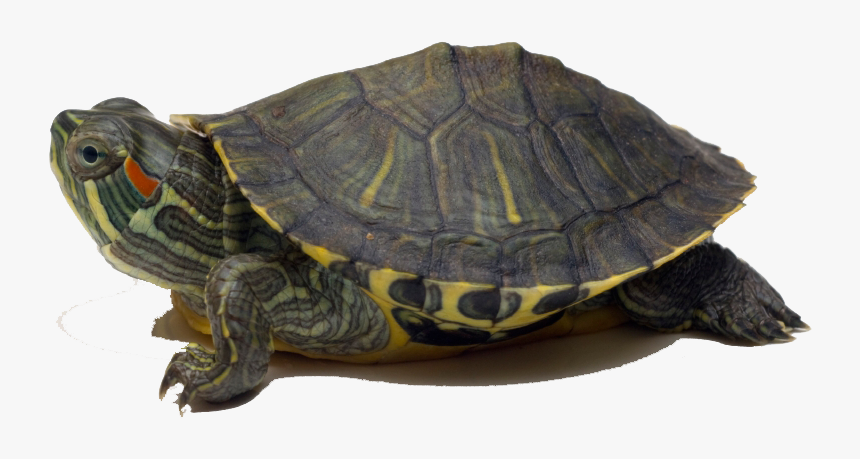 Turtle Png Image Download - Red Eared Slider Transparent, Png Download