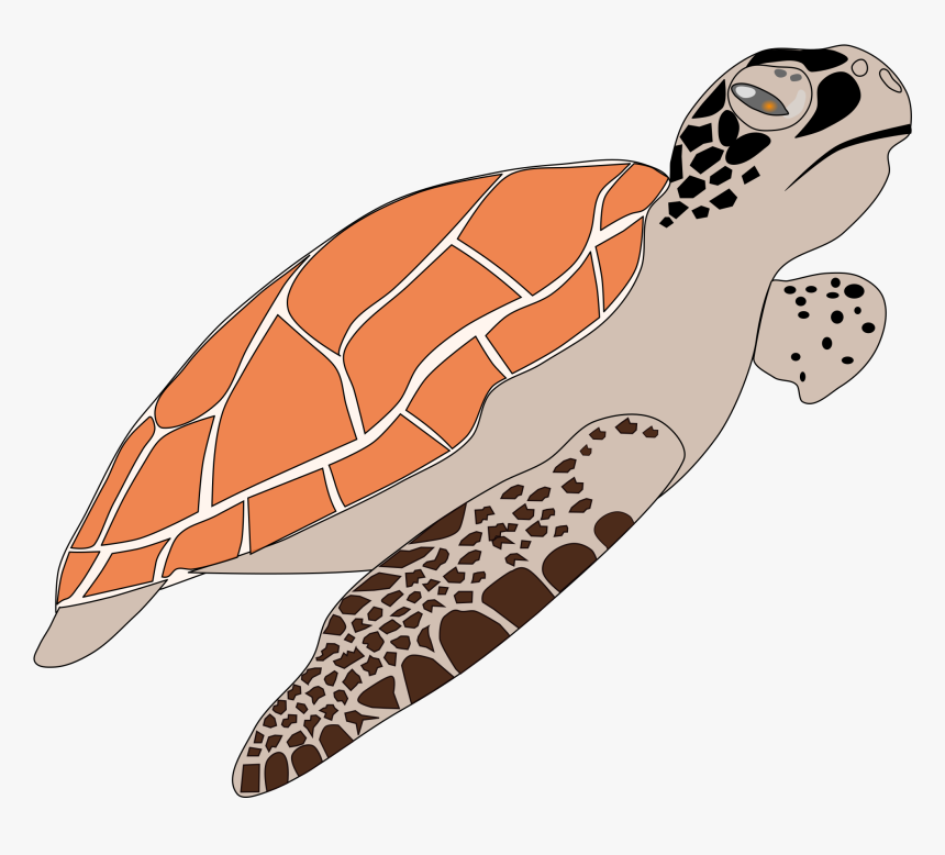 Clipart Sea Turtle, HD Png Download