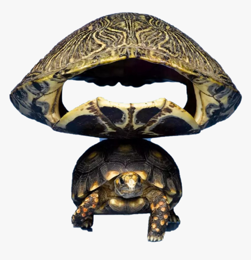 Turtle Png, Transparent Png