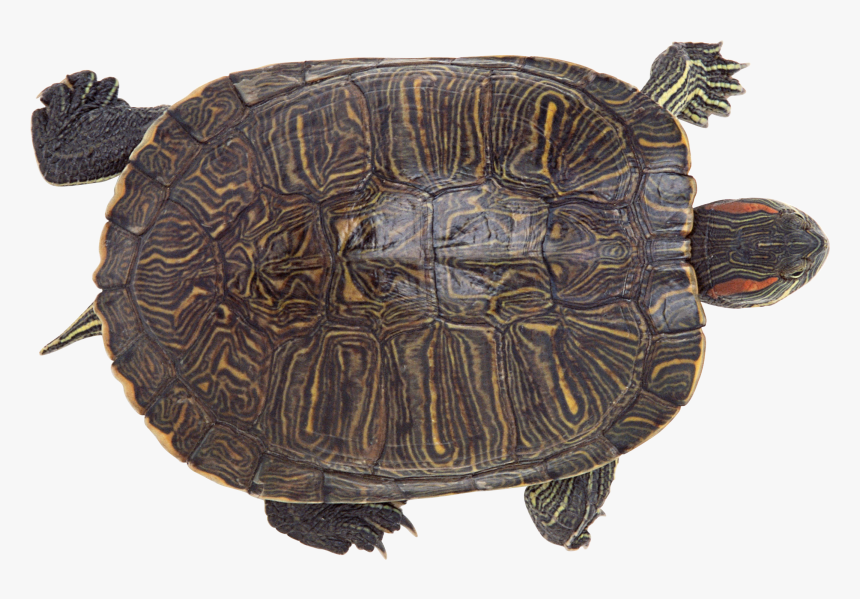 Grab And Download Turtle Png Icon - 烏龜 俯視, Transparent Png