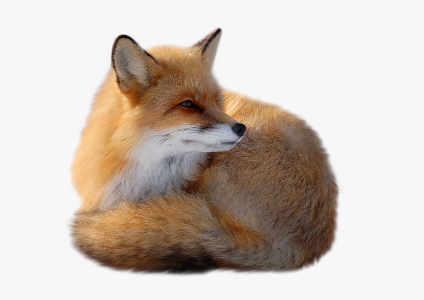 Download Fox Png - Fox Png, Transparent Png