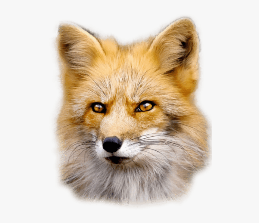 Fox - Fur Is Worn By Beautiful Animals And Ugly People, HD Png Download